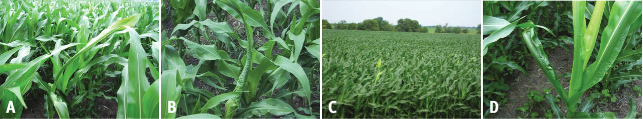 Rapid Growth Syndrome in corn image