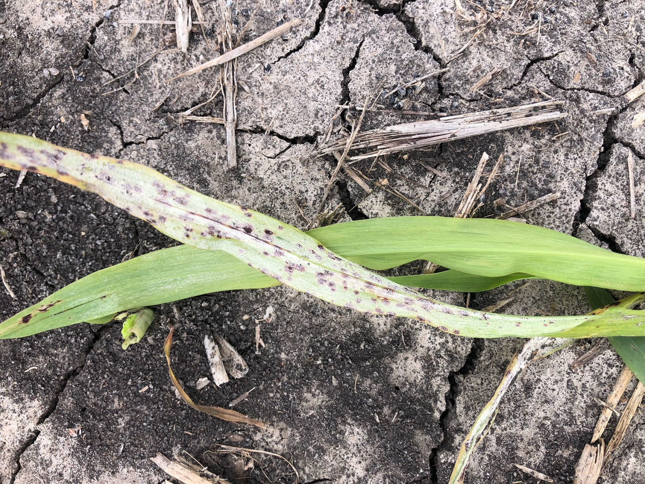 Localized lesions caused by Sorghum Downy Mildew