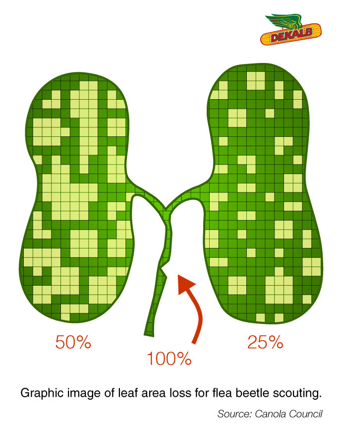Figure 5. A graphic representation of 50% and 25% leaf area loss. If the stem is clipped, then the loss is 100%. Source: Canola Council of Canada.