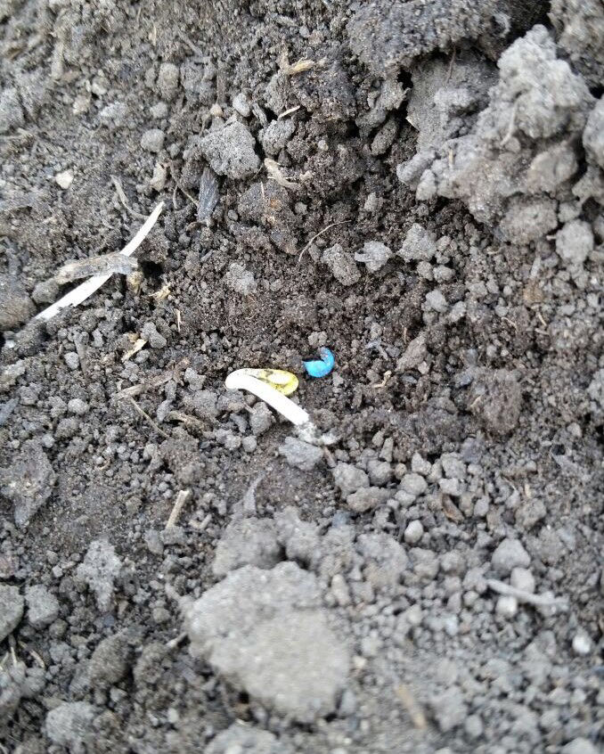 Figure 2. Hypocotyl with cotyledons emerged from seed (BBCH 07). 