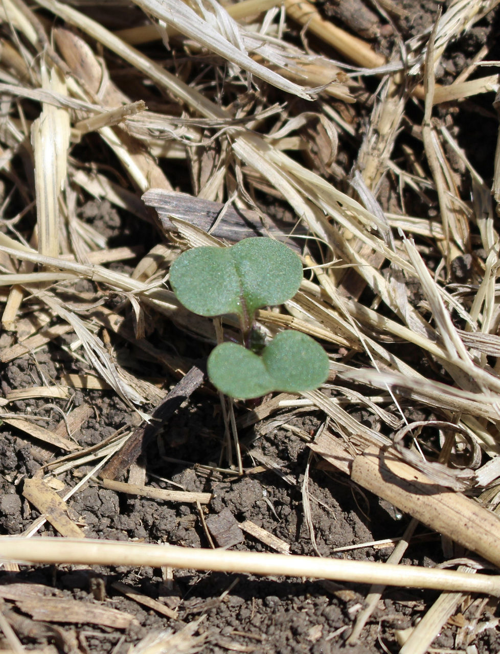 Figure 3. Cotyledon canola (BBCH 10). 