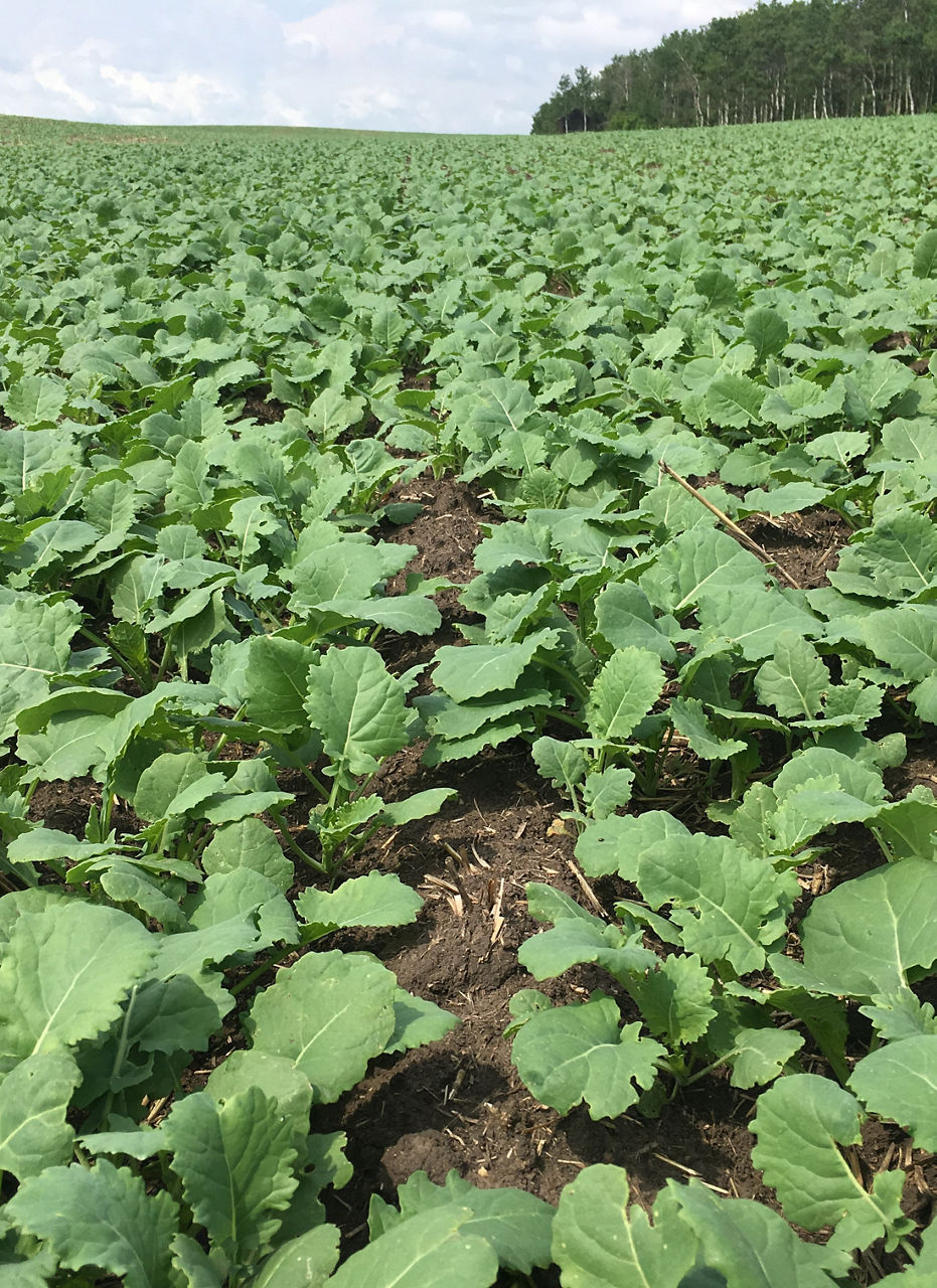 Figure 5. Leaves form a rosette prior to stem elongation.  