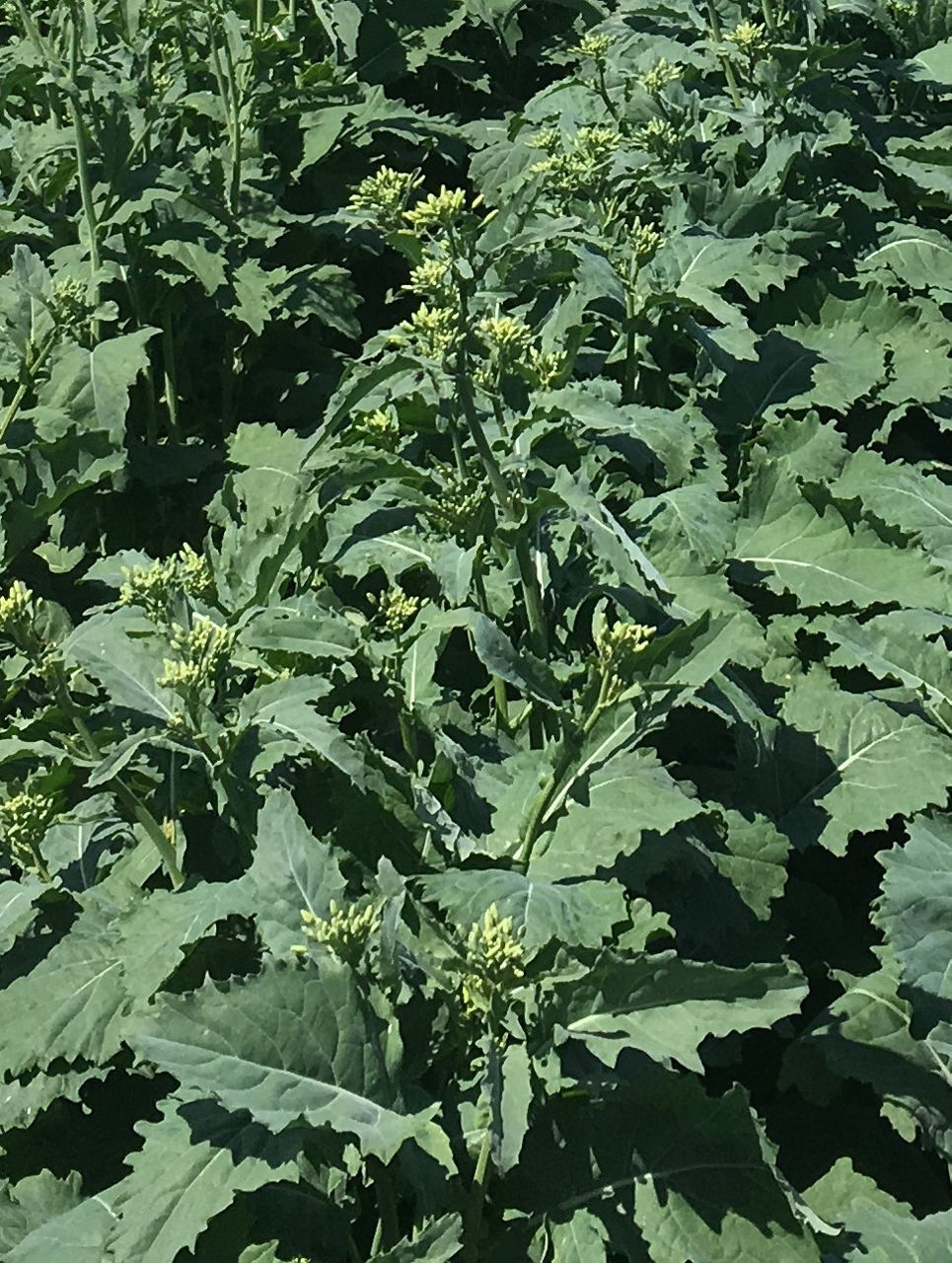 Figure 6. Individual flower buds visible but closed (BBCH 55). 