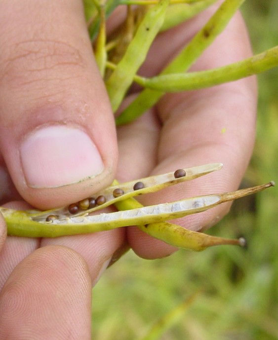 Figure 9. Seeds are mature and changing color.  