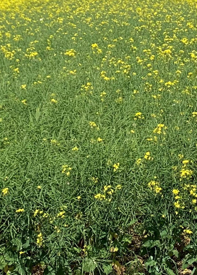 Figure 1. Narrow rows allow fast canopy closure and equidistant plant spacing for canola to efficiently use water, nutrients, and sunlight.  