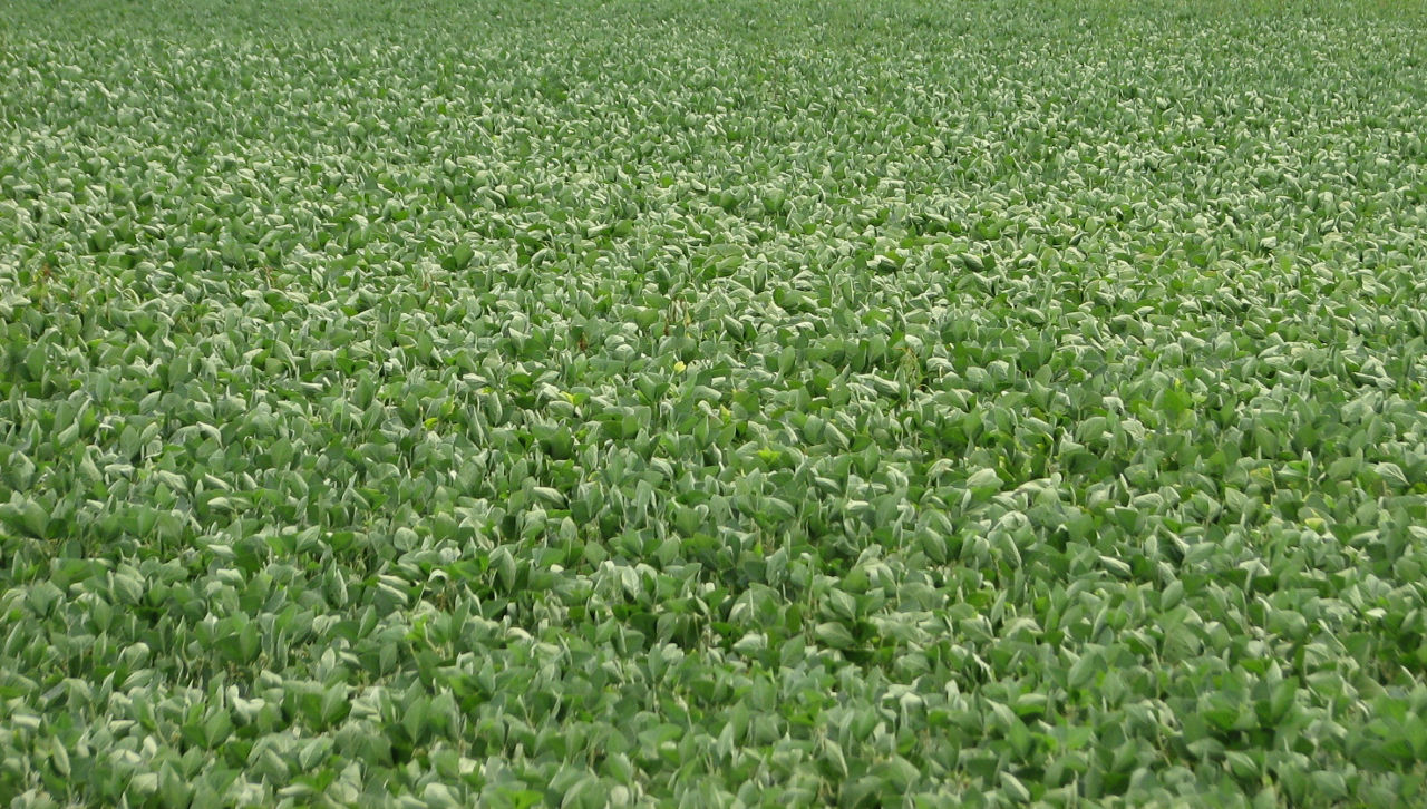 Figure 1. Flipped soybean leaves as a result of drought stress. Image courtesy of Larry Martin. 