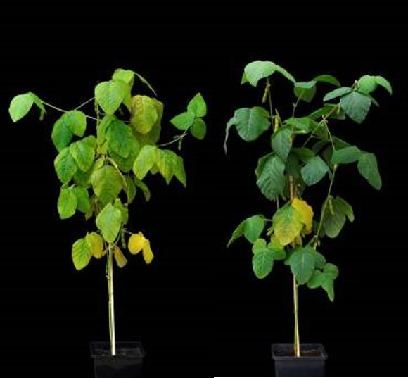  The greening effect of QoI fungicides on moisture stressed soybean. Photo taken at R6 growth stage. Left: untreated. Right: treated with a product containing trifloxystrobin at R2 and R5.