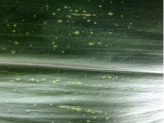 Disease lesion mimic lesions can appear within three weeks of emergence,   and may spread over the entire leaf.