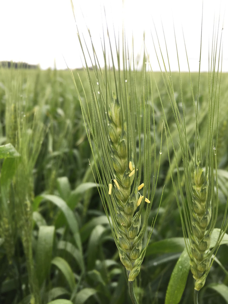 Figure 5. Wheat beginning to flower. Optimum time to apply fungicide for FHB management. 