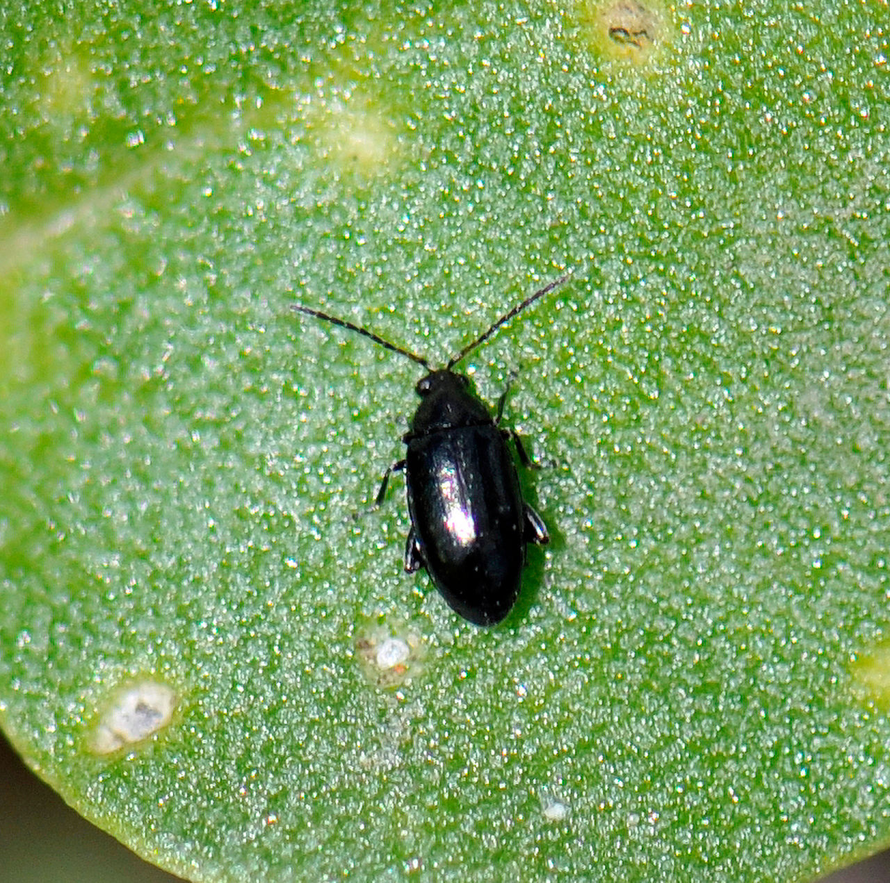 Crucifer flea beetle