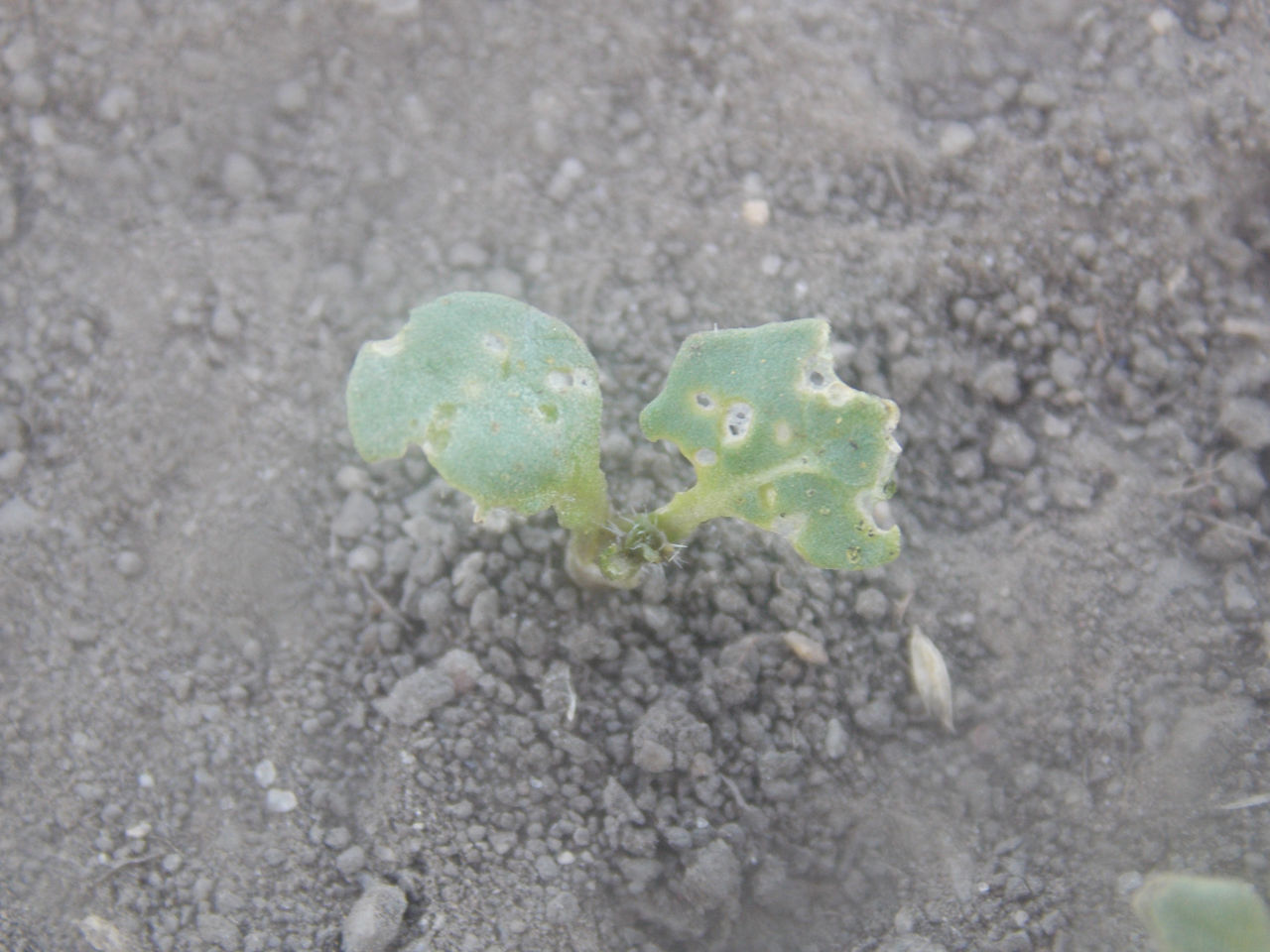 60% flea beetle injury-canola