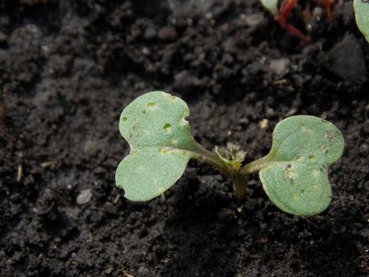 10% flea beetle injury - canola leaf