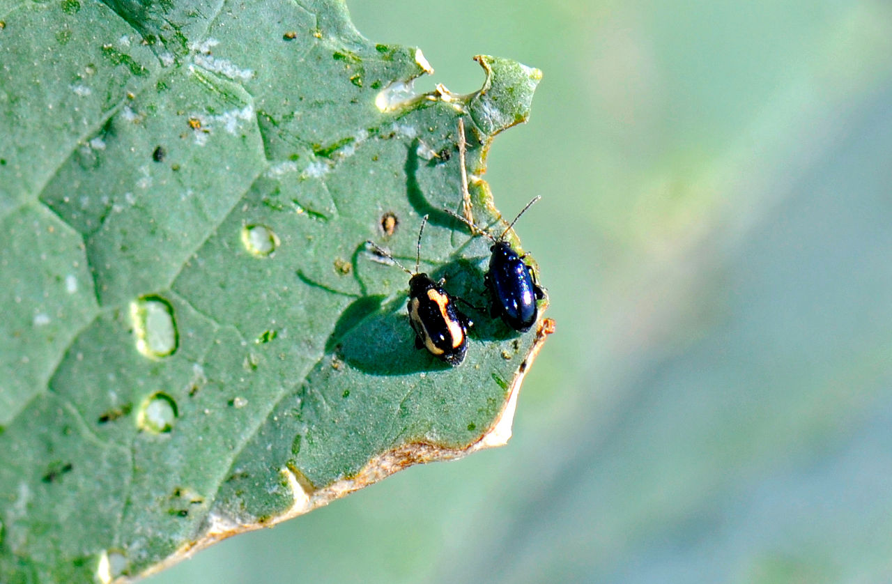 Side by side striped and crucifer flea beetle.