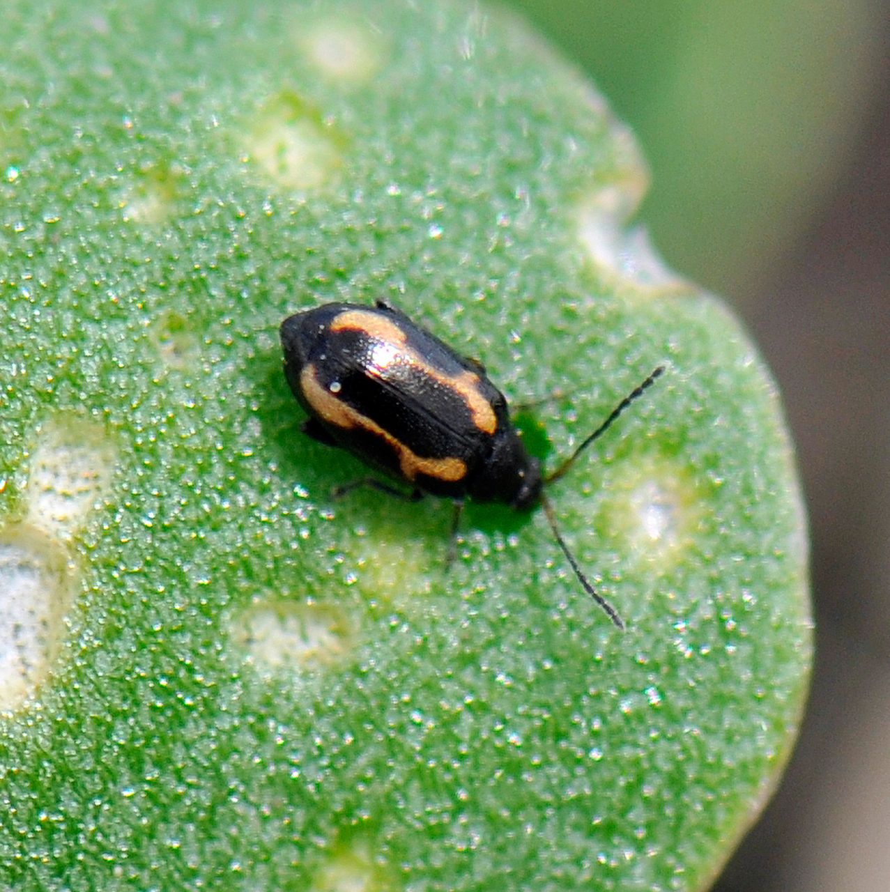 Adult striped flea beetle 