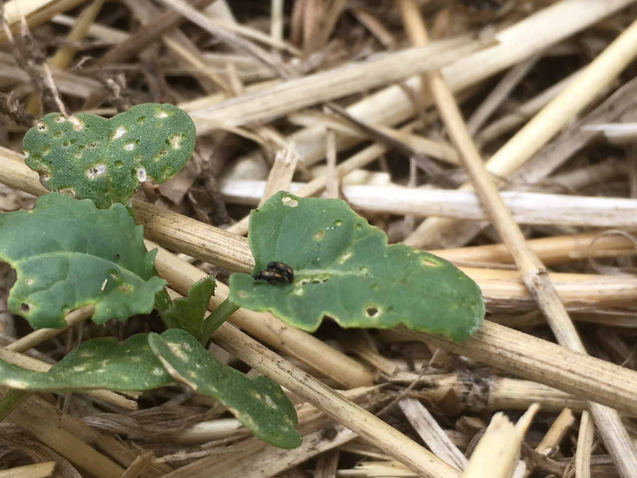 Flea beetle adult injury to canola cotyledon