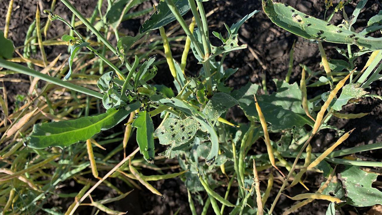 Adult crucifer flea beetles feeding on canola pods. 