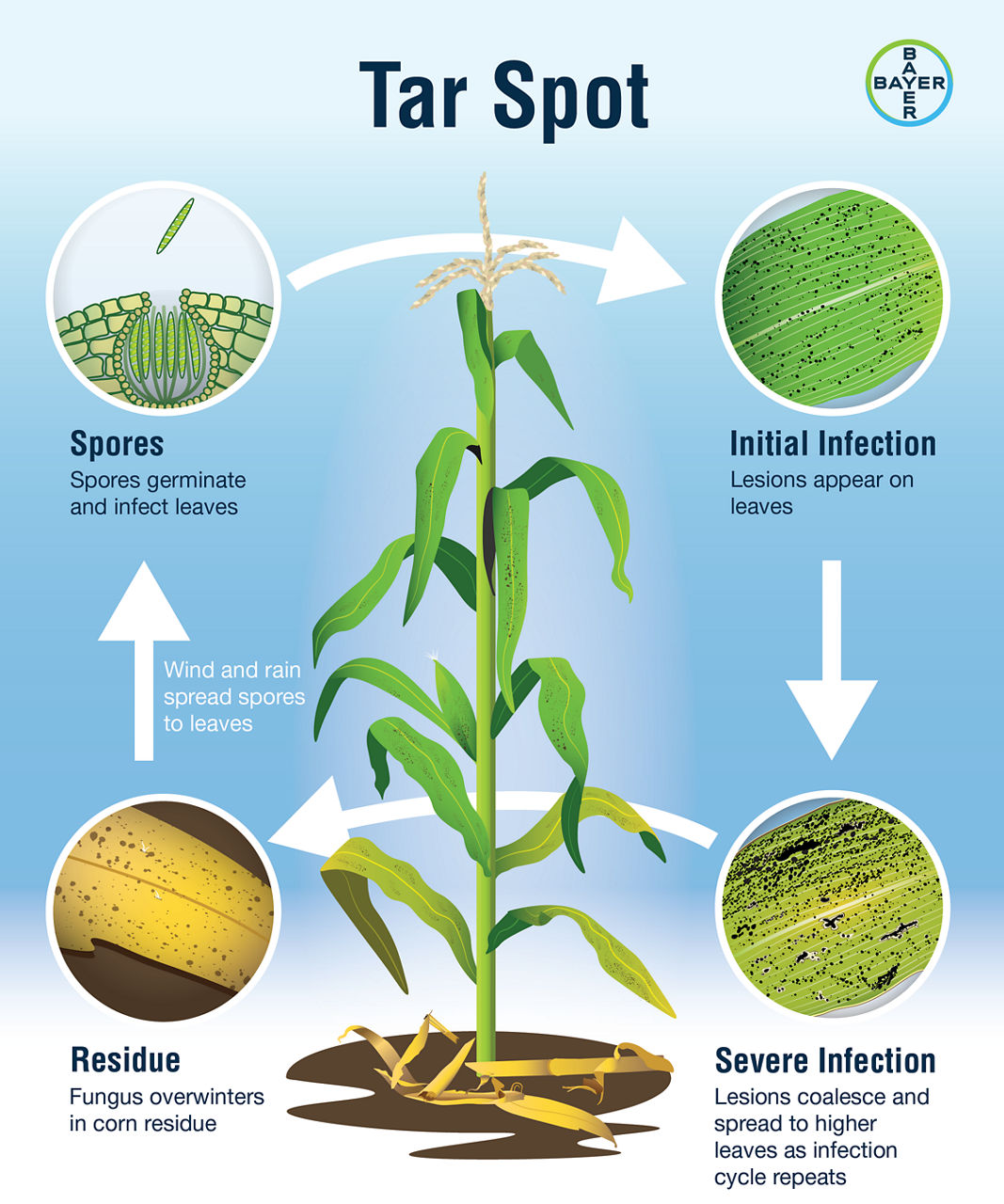 tar-spot-corn-disease-infographic-bayer