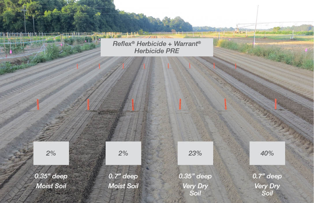 Figure 2. Percent cotton injury as influenced by seed depth and soil moisture at planting. Image courtesy of Stanley Culpepper, University of Georgia. 