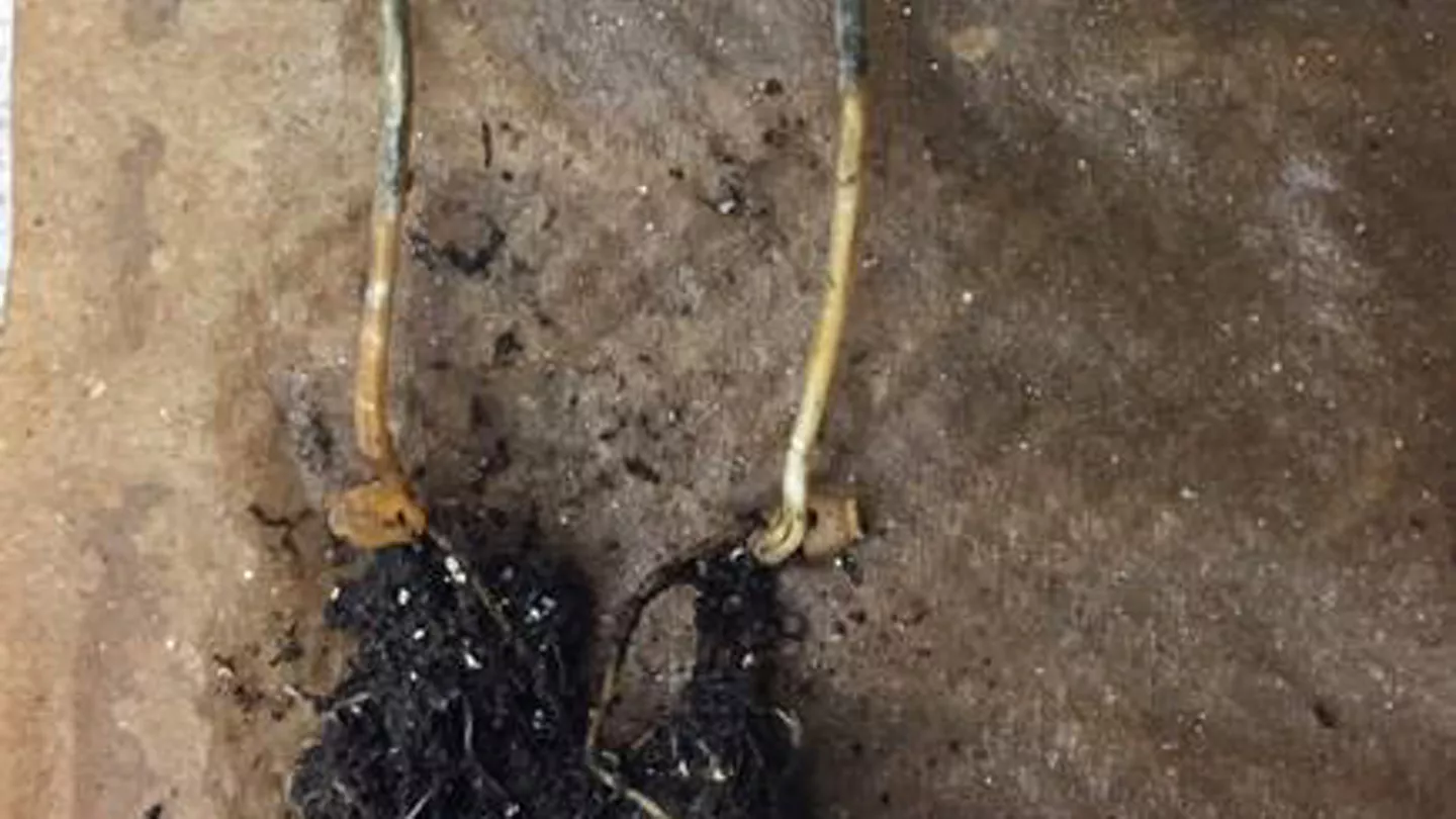 What to Consider for a Replant Crop if Winter Wheat is Winter Killed 