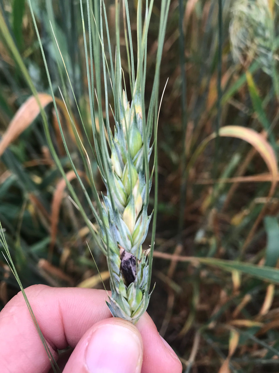 Ergot bodies replace wheat kernels in spikelets. 