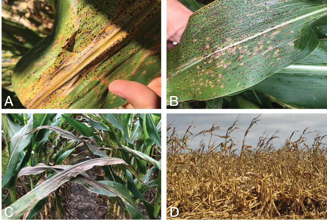 Figure 2. Tar spot is a fungal disease that appears as a series of black spots containing spores on corn leaves (A and B). Depending on the date of infection, the spores may proliferate on the plant's leaves and cause reduced photosynthesis (C), which can lead to stalk cannibalization and poor standability (D). 