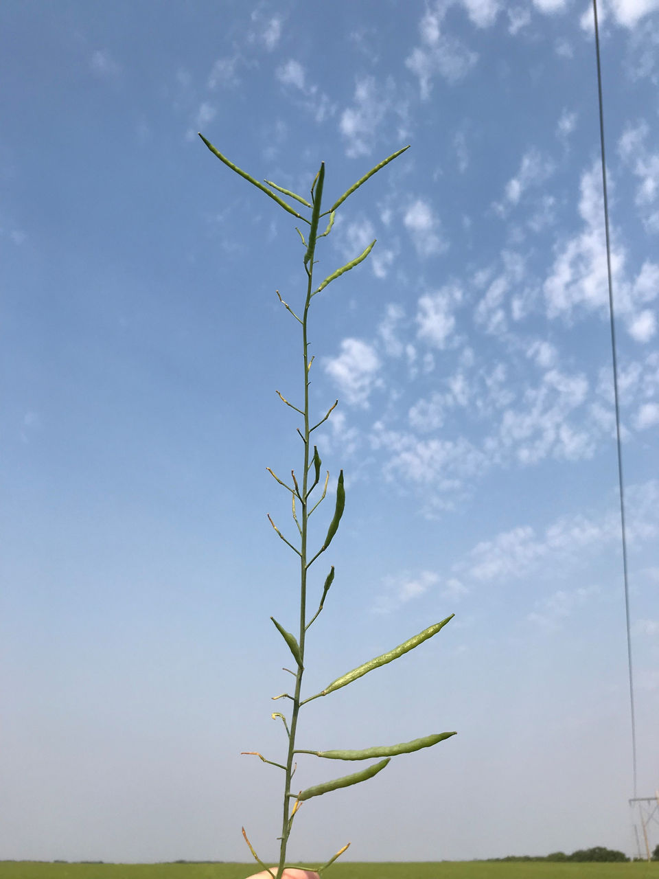 Canola aborted pods due to heat stress