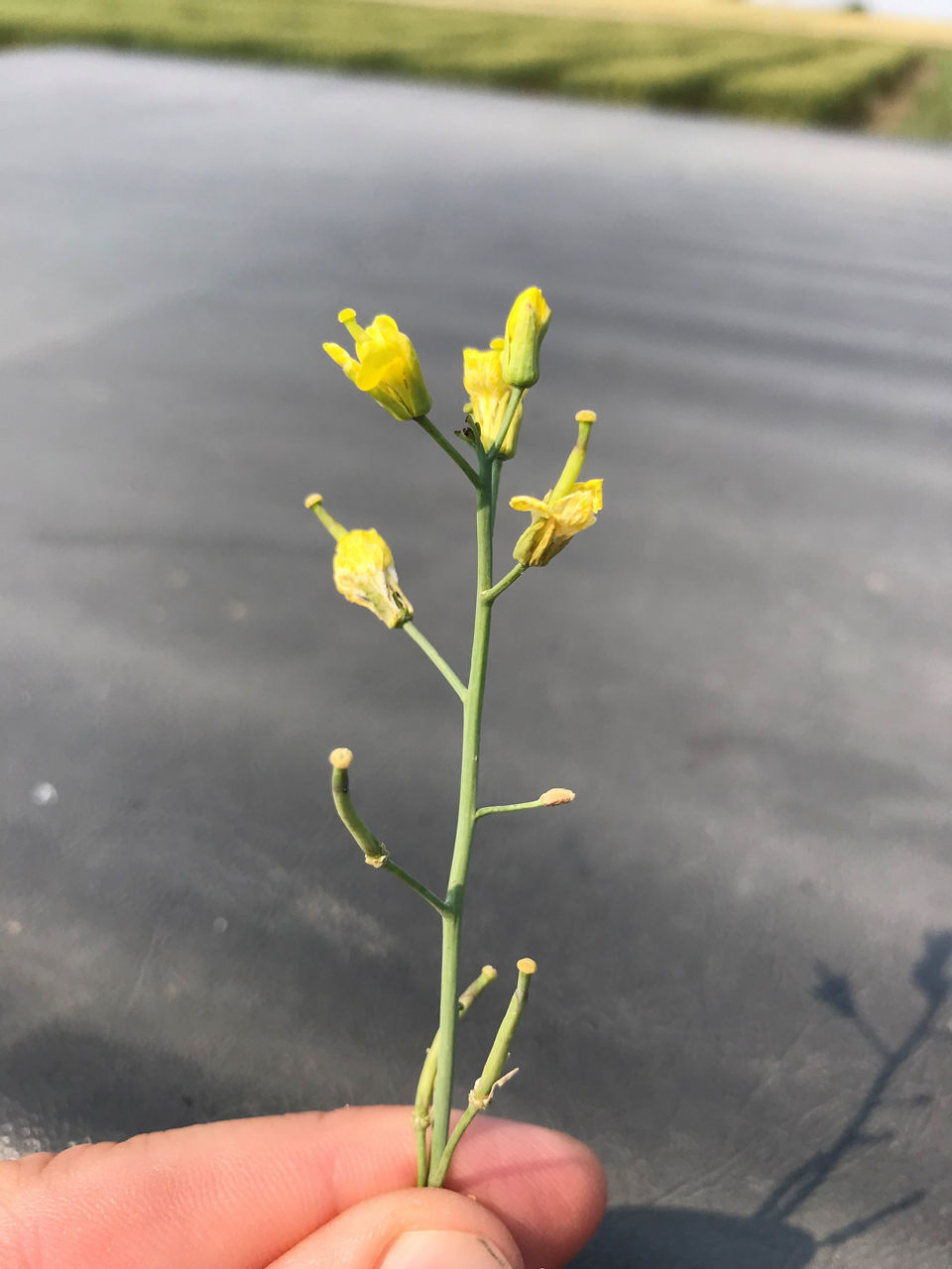 Flower aborted due to heat stress.