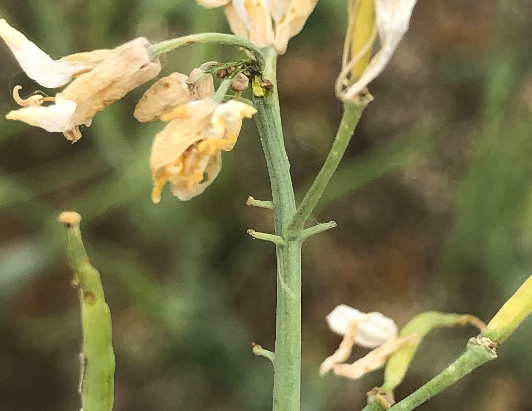 Canola flowers damaged by heat