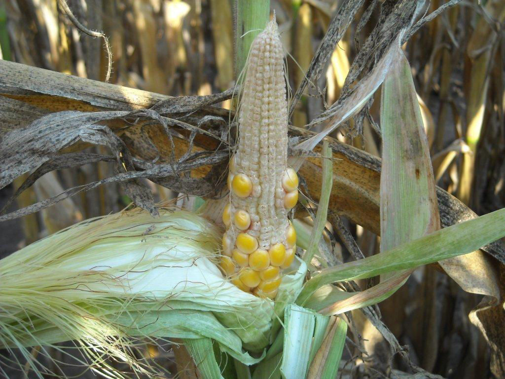 Figure 2. Poor kernel set resulting from high heat and drought. 