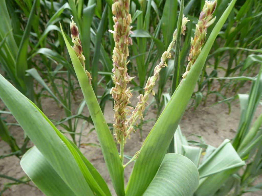 Figure 3. Drought stressed plant during pollination showing rolled leaves.