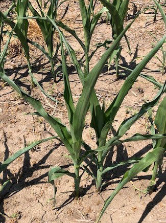 Corn plants at six leaf vegetative growth stage under heat and moisture stress. 