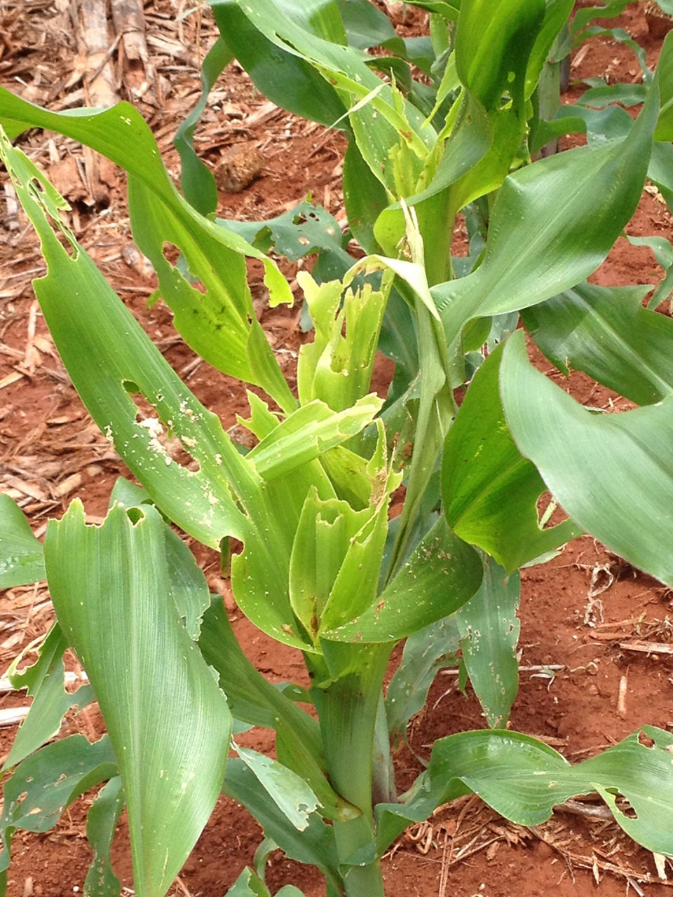 Severe fall armyworm feeding damage.