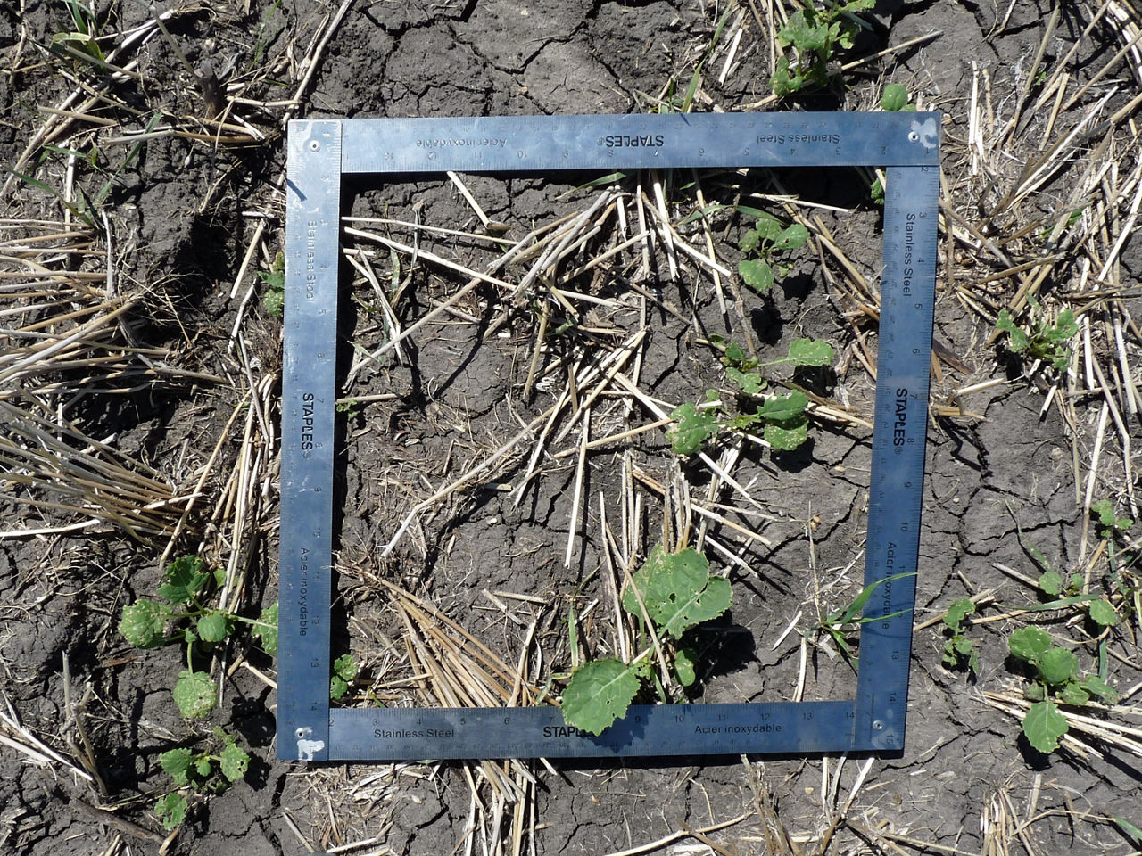 Assessing a canola stand with four plants per square foot. 