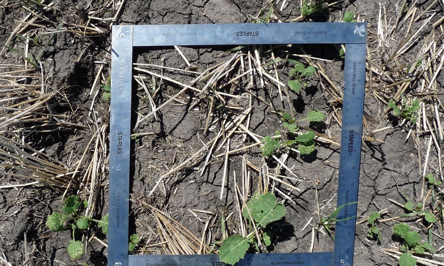 Evaluating Your Canola Stand: Did You Have The Right Seeding Rate?