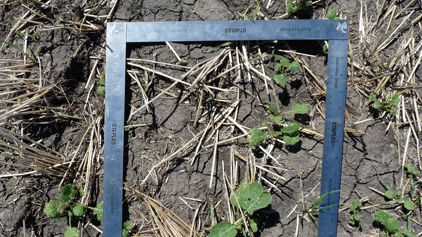 Evaluating Your Canola Stand: Did You Have The Right Seeding Rate?