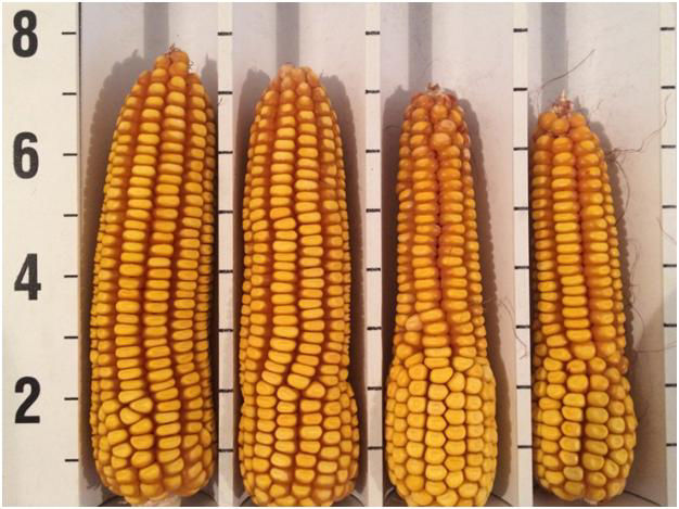 Figure 1. Ears showing reduced kernel row number. Kernel row number at the base of each ear developed normally until an ALS herbicide was applied. The two ears on the right were affected more than the left two ears. This could be a result of the amount of herbicide absorbed by the plant. 