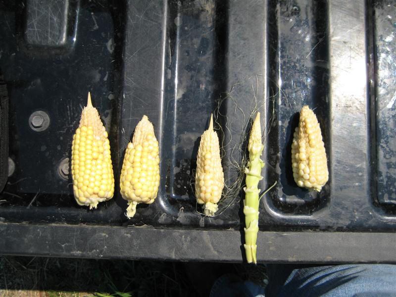 Figure 3. Blunt ears caused by late applied fungicide application. 