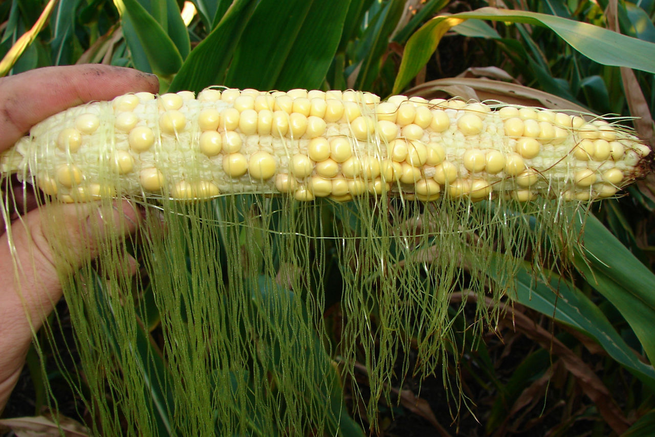 Figure 7. Poor kernel fill resulting from rootworm beetle silk clipping.