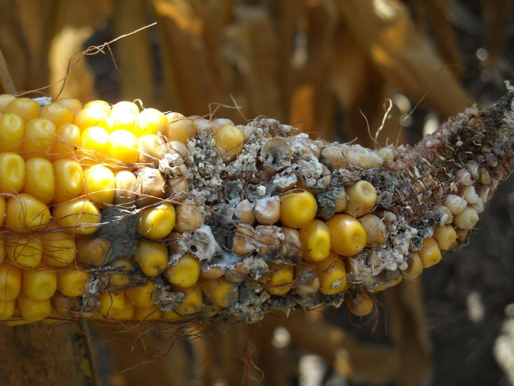 Figure 16. Ear tip damaged by corn earworm feeding. Fungal growth is present because of the initial feeding.