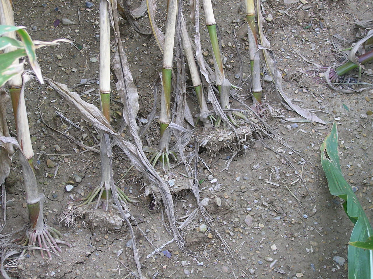 Figure 1. Corn root lodging by strong winds. 