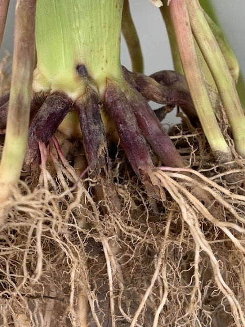 Corn rootworm damage on roots