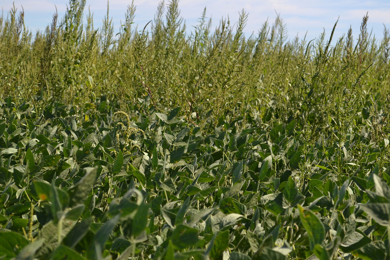 Soybean field with large escaped weeds 