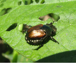 Figure 1. Japanese beetles feeding on soybean leaf.