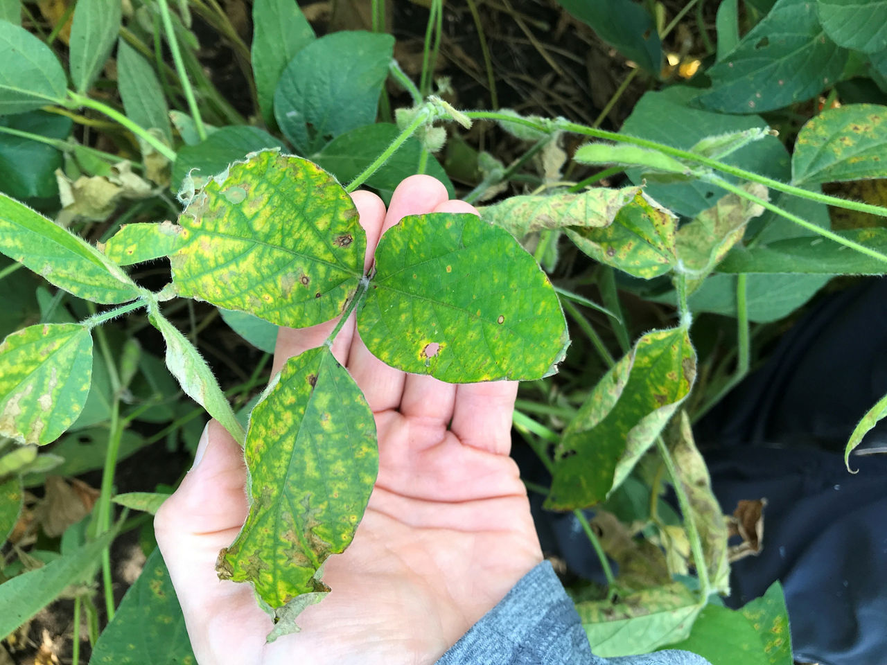 Southern stem canker