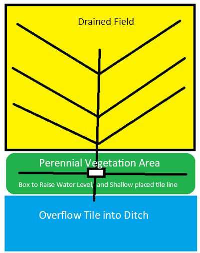 Figure 5. Diagram of a saturated buffer. Water flows from the field into a collection box that distributes the water into the perennial vegetation area. Water seeps into the ditch and during high flow periods, water can bypass the collection box and drain directly into the ditch