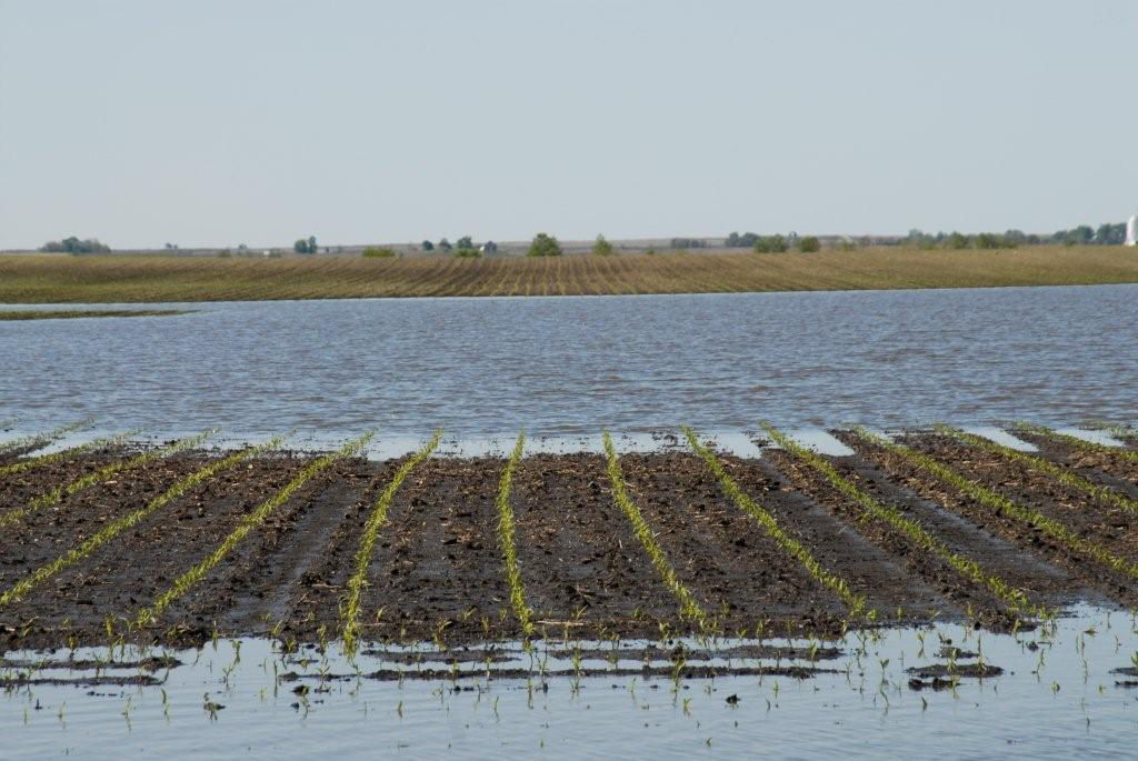 Figure 2. Surface and subsurface drainage systems are needed to help keep plants from being killed by standing water. Picture courtesy of and used with the permission of Larry Weller. 