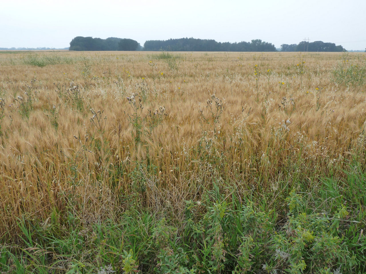 Weedy wheat