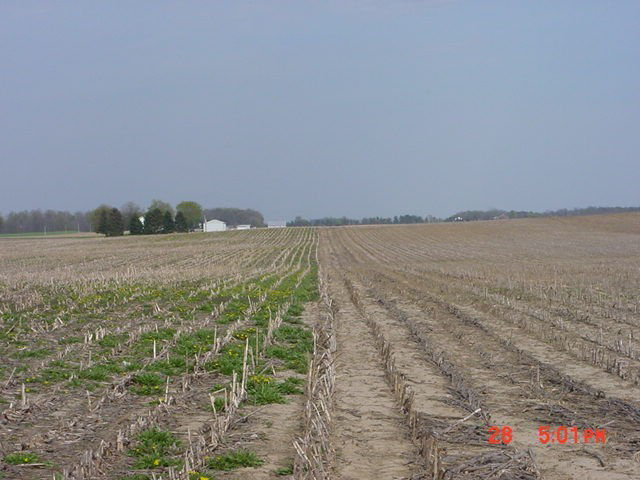 Fall-applied herbicide burndown application targeting dandelion and winter annual weeds showing treated area on the right the following spring. 