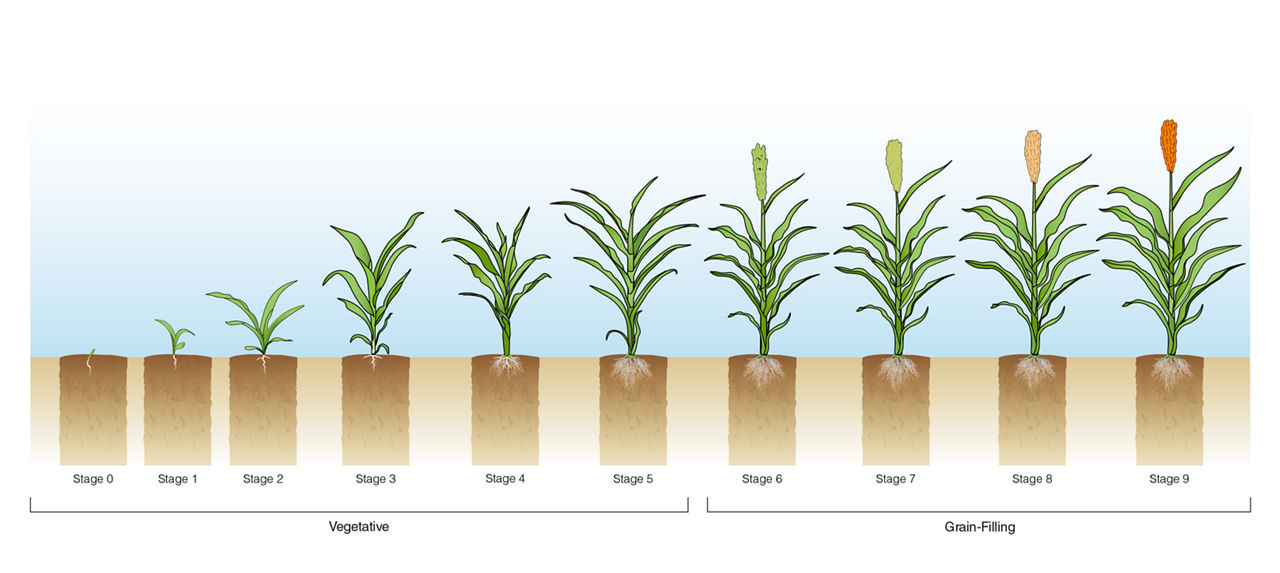 Figure 6. Sorghum growth stages infographic illustrates the nine growth stages from emergence to physiological maturity 