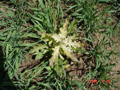 Bleaching of growing point of Canada thistle caused by Group 27 herbicide. Pyrasulfotole to Canada thistle. Mode of Action: Hydroxyphenyl pyruvate dioxygenase (HPPD) inhibitors 